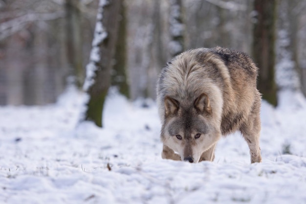 Foto ritratto di pecore nella neve