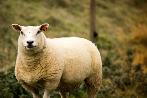 Portrait of sheep standing on field