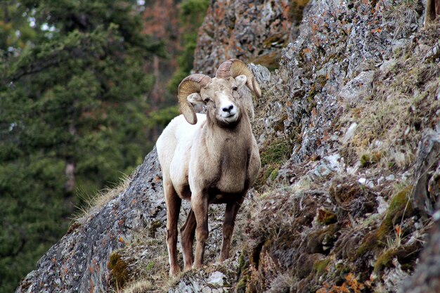 Foto ritratto di una pecora in piedi sul campo