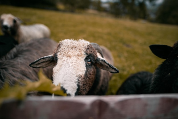 Portrait of a sheep standing in a herd Lambs farm