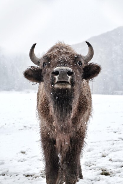 Foto ritratto di una pecora in piedi su un campo di neve