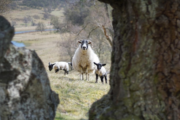 Photo portrait of sheep and two lambs