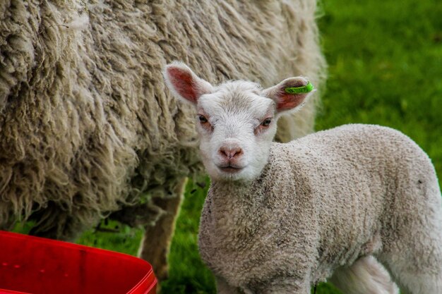 Photo portrait of a sheep