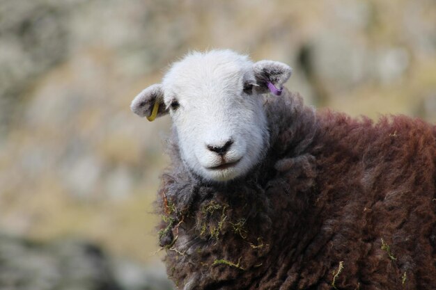 Photo portrait of sheep