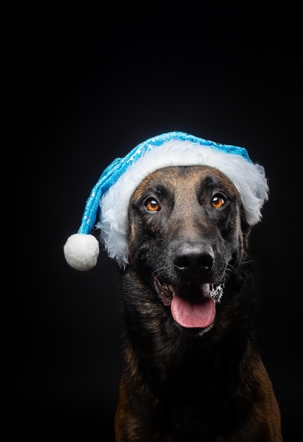 Portrait of a Shepherd dog in a Santa Claus hat isolated on a black background