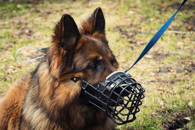 A portrait shepherd dog wearing an armored muzzle for the job of security officer