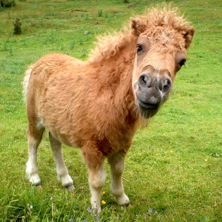 Photo portrait of shetland pony standing on grassy field