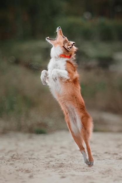 Portrait of a Shetland Sheepdog