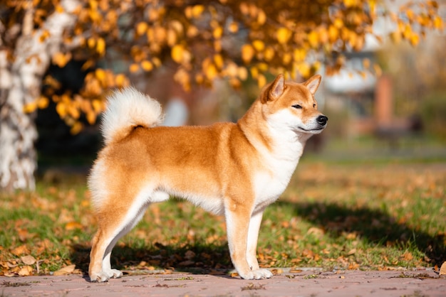 Portrait of Shiba inu in autumn in the Park.