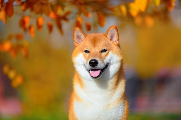 Portrait of Shiba inu in autumn in the Park.