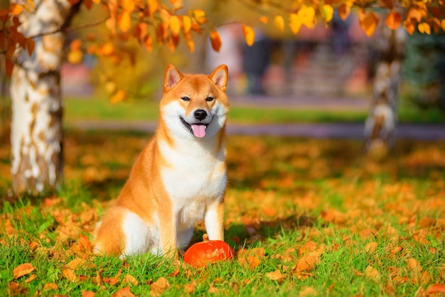 Portrait of Shiba inu in autumn in the Park.