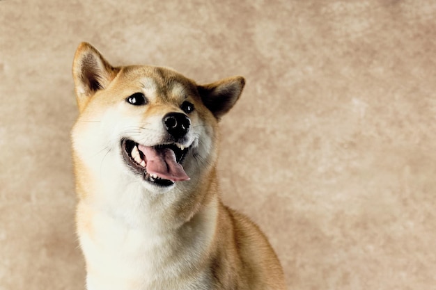 빈티지 배경에 근접 촬영에 시바 Inu 강아지의 초상화