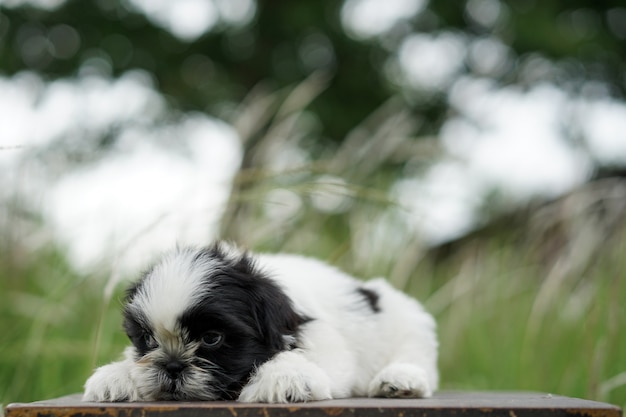 Photo portrait of a shih tzu