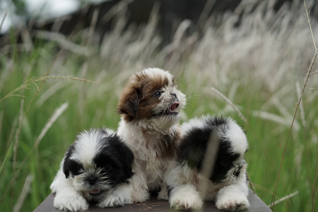 Photo portrait of a shih tzu