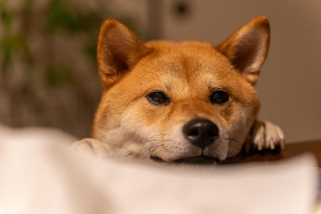 Portrait of a Shikoku dog a japanese breed looking Funny happy and crazy Young Shikoku Dog