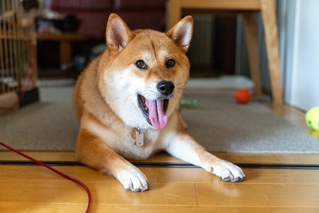 Portrait of a Shikoku dog a japanese breed looking Funny happy and crazy Young Shikoku Dog