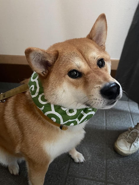 Portrait of a Shikoku dog a japanese breed looking Funny happy and crazy Young Shikoku Dog