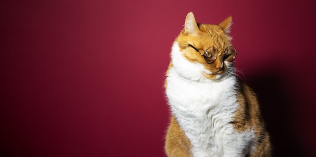 Portrait of short hair british red white cat on surface of pink coral color