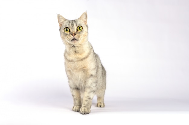 Photo portrait short hair cat with shocking face and wide open eyes.