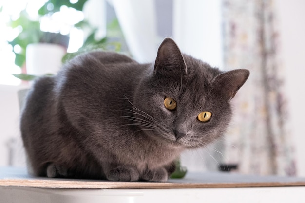 Portrait of shorthair grayblue domestic cat with big yellow eyes a Scottish Grey tabby cat Adorable