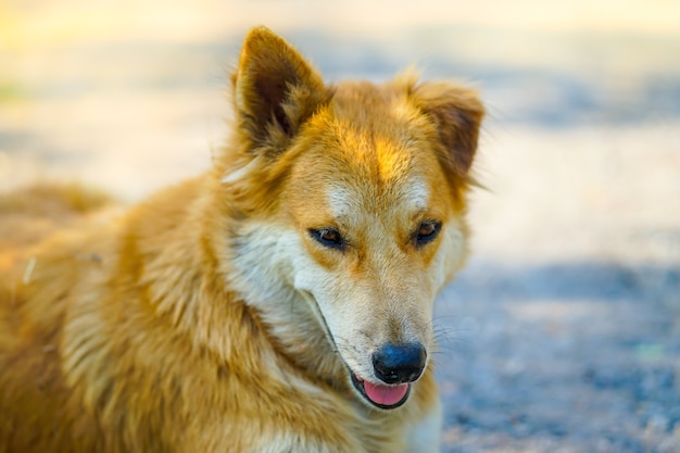 Portrait shot of adorable young Thai brown dog with sunlight