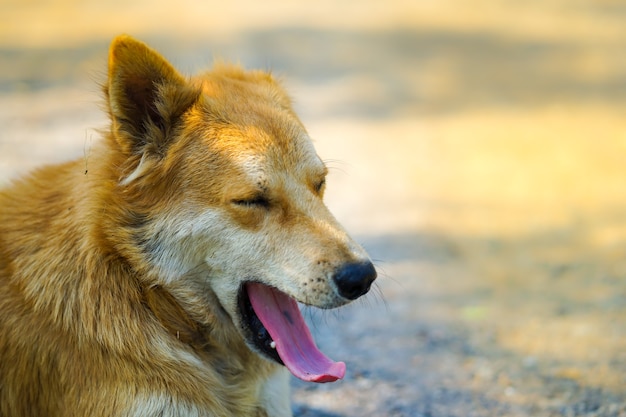 Portrait shot of adorable young Thai brown dog with sunlight