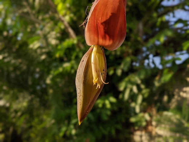 バナナの花のポートレートショット