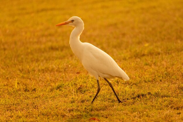 Portrait shot of beautiful great egret walking around grass field during sunset