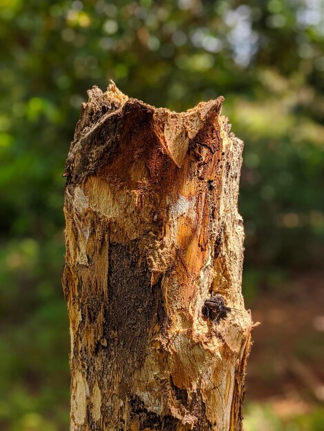 Portrait shot of dead tree trunk at the garden