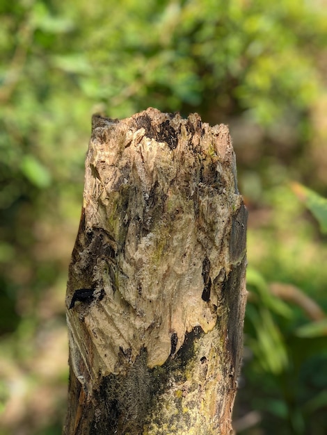 Portrait shot of dead tree trunk at the garden