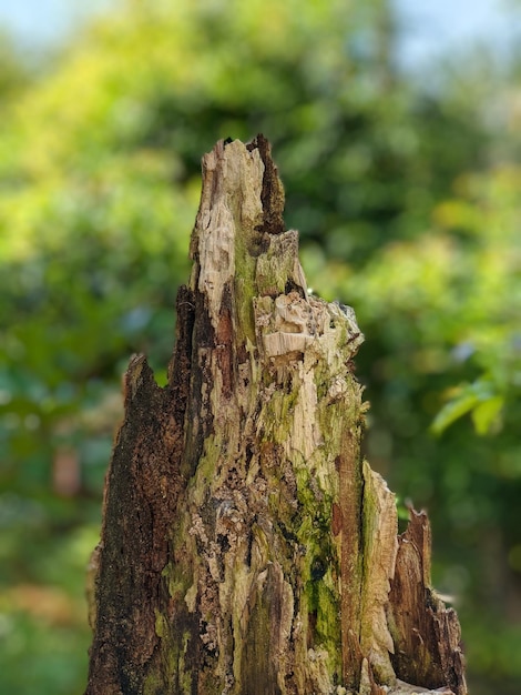 Portrait shot of dead tree trunk texture