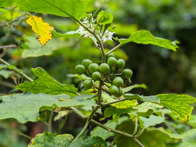 Portrait shot of turkey berry plant at the garden