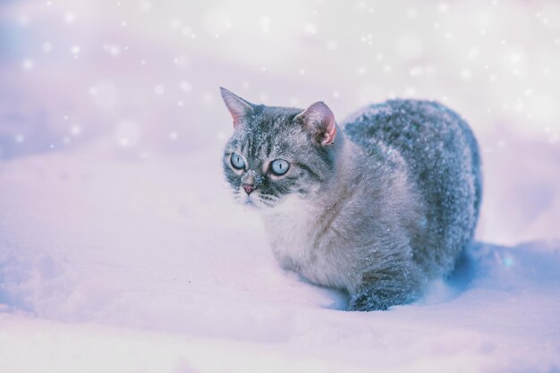 Portrait of the Siamese cat outdoors in blizzard