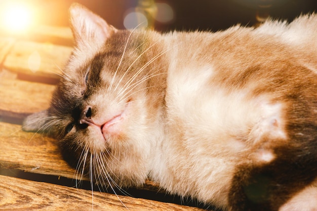 Portrait of Siamese cat sleeping in garden