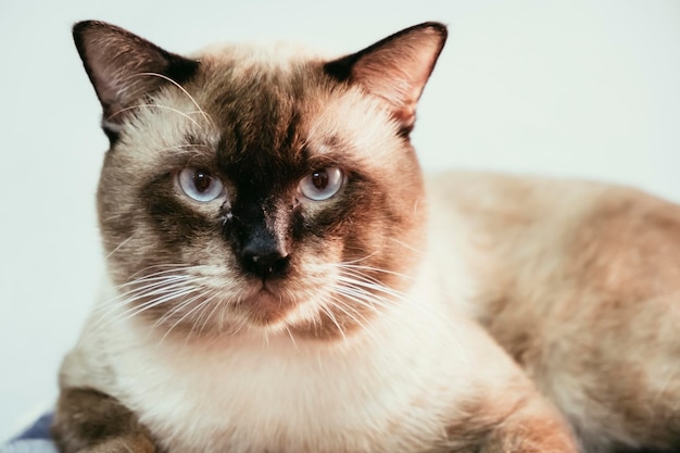Портрет сиамского кота Тайский очаровательный кот в коричневом тоне и голубых глазах