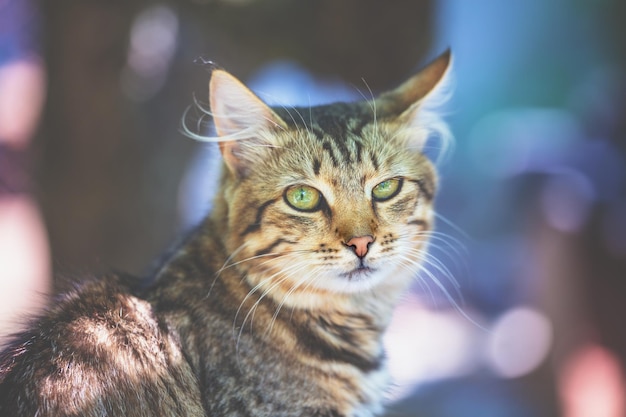 夏に屋外でシベリア猫の肖像画 猫はカメラに見える