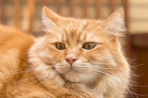 Portrait of a Siberian cat