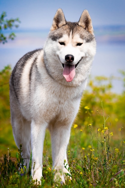 シベリアンハスキーの肖像画。閉じる。犬は草の上に立っています。風景。背景の川。