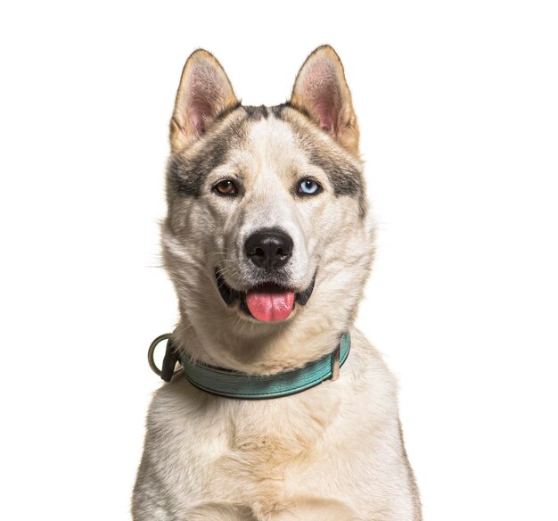 portrait of siberian husky dog panting and looking at camera