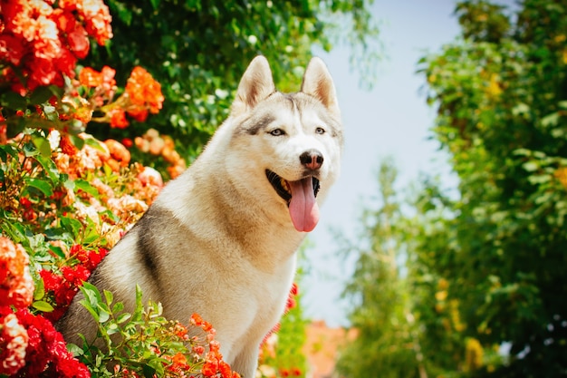 Portrait of a Siberian Husky. The dog sits near blooming roses. Nordic dogs in the summer.