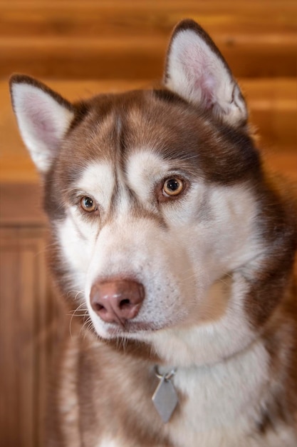 青い目をした肖像画のシベリアンハスキー犬、クローズアップ。