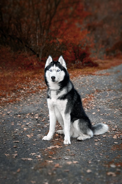 Portrait Siberian husky dog with blue eyes sits on footpath in autumn park Front view