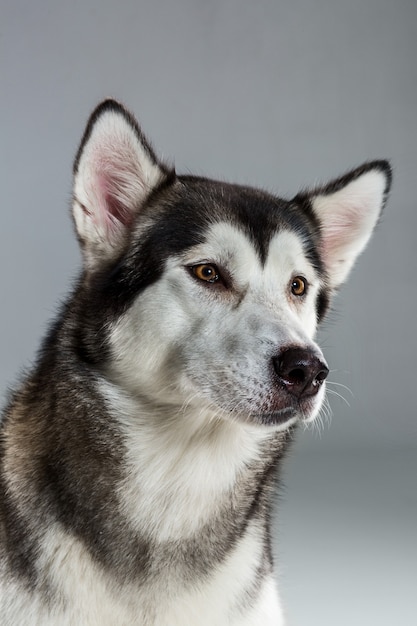 Portrait of siberian husky on gray background