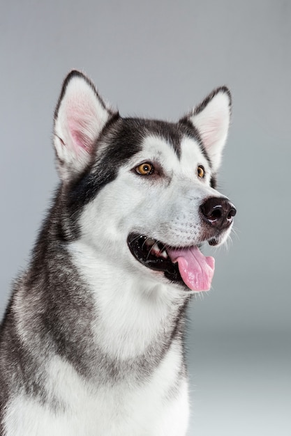 Portrait of siberian husky on gray background