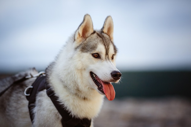 Portrait of siberian husky. Handsome young male outdoors. Forest and mountains