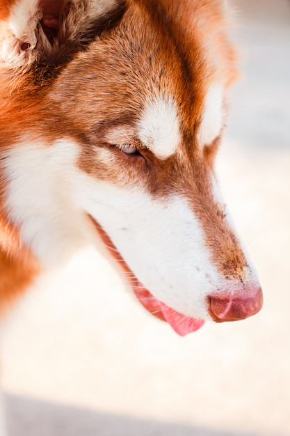 Portrait of Siberian Husky in house.