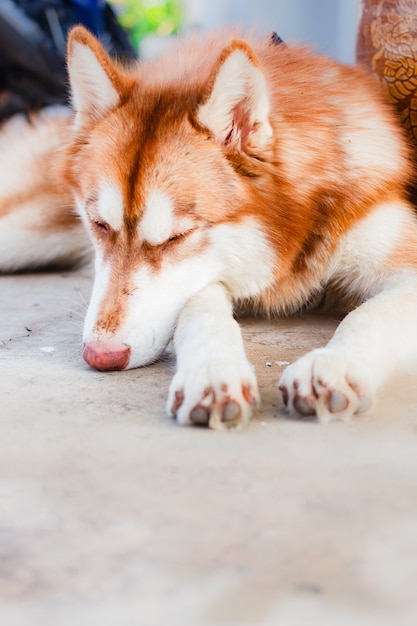 Portrait of Siberian Husky in house.