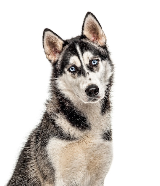 Ritratto di un siberian husky, isolato su bianco