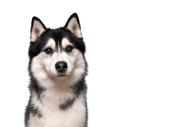 Photo portrait of a siberian husky looking at the camera on a white background
