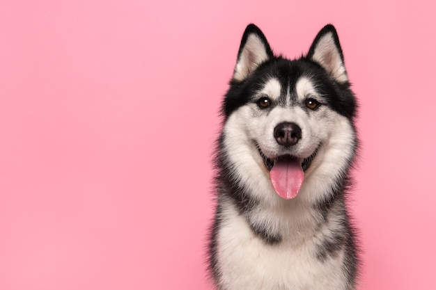 Photo portrait of a siberian husky looking at the camera with mouth open on a pink background